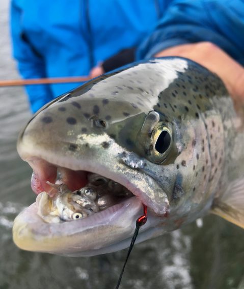 Fry Fishing' for Rainbow Trout